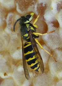 Eastern Yellowjacket